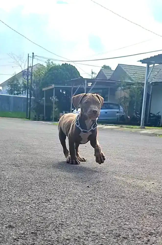 Pitbull cocoa jantan 2bln