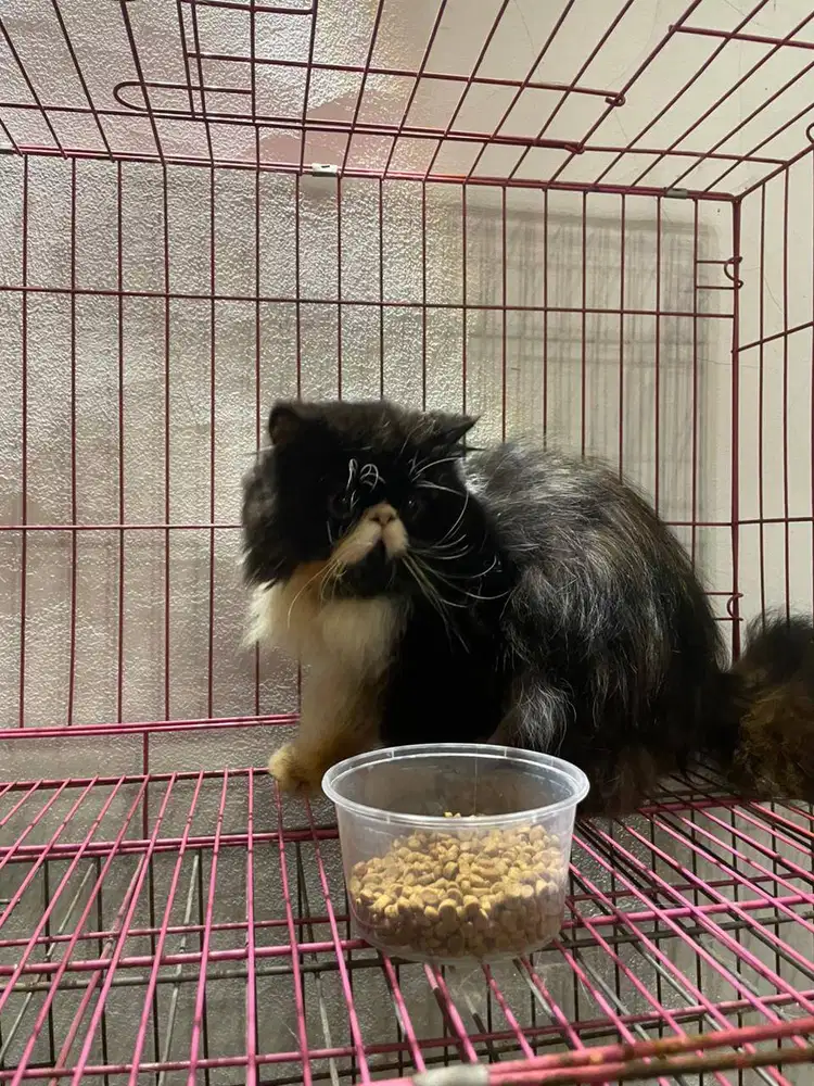 Persia Peaknose Jantan Bi-Color Black White