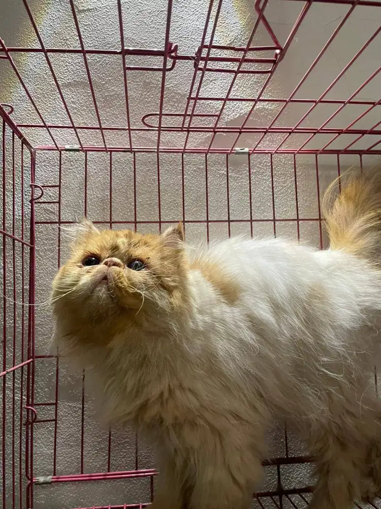 Persia Peaknose Jantan Red Tabby Harlequin