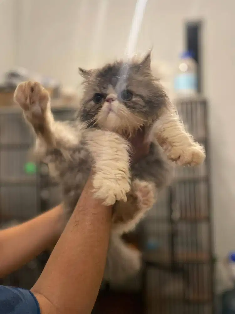 Persia Peaknose Jantan Blue and White