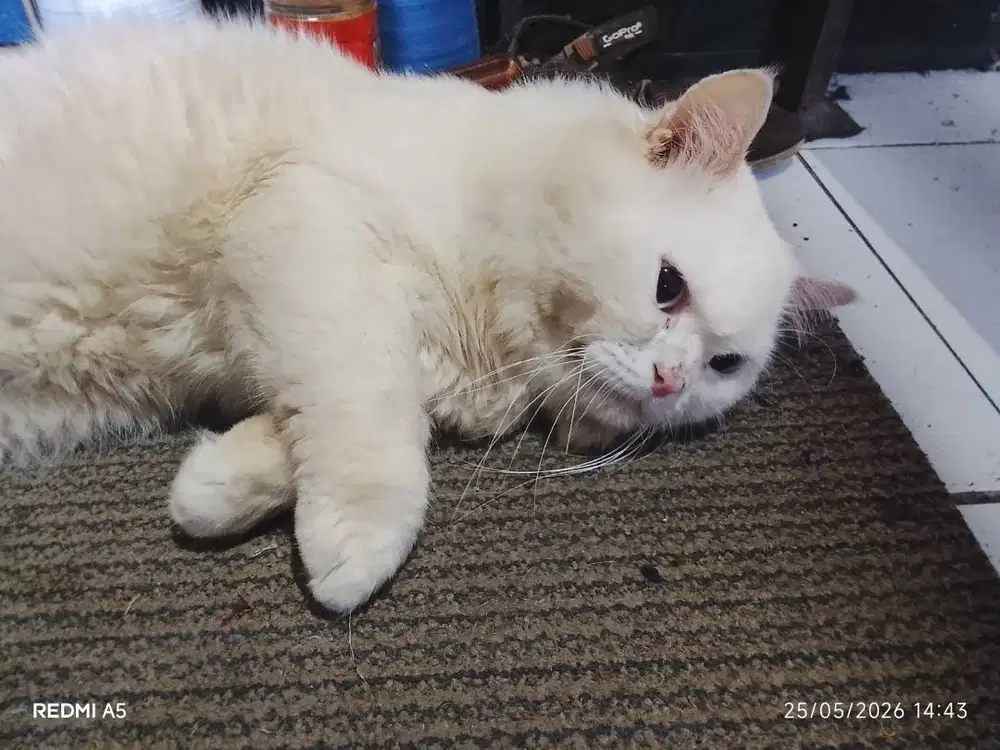 kucing persia bigbone