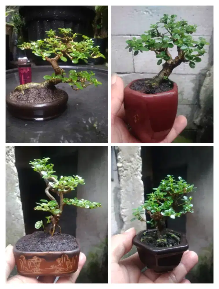 Bonsai Sancang Shito Pot Keramik