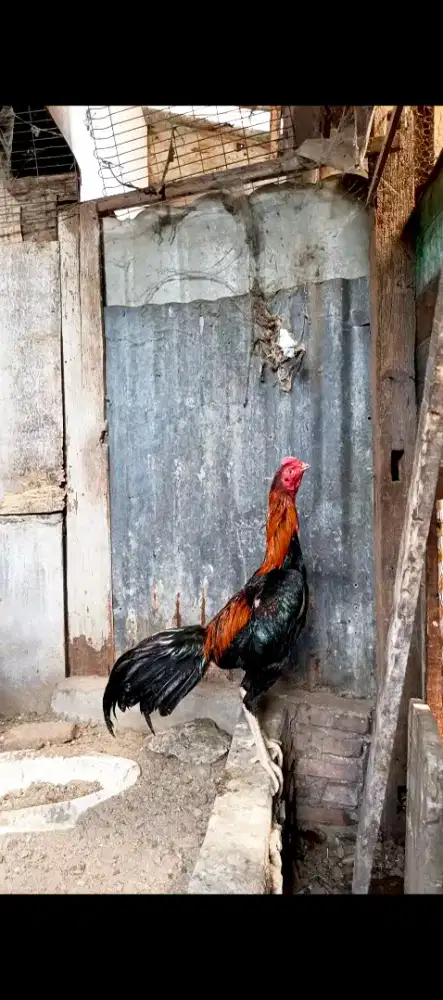 Bangkok klasik super