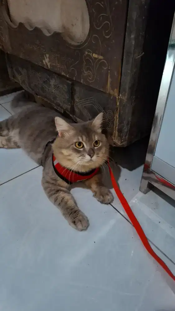 kucing persia abu