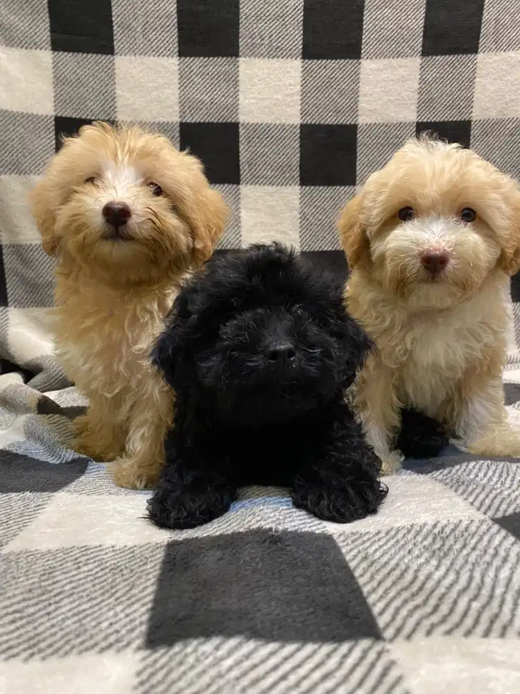 Toy Poodle Balikpapan