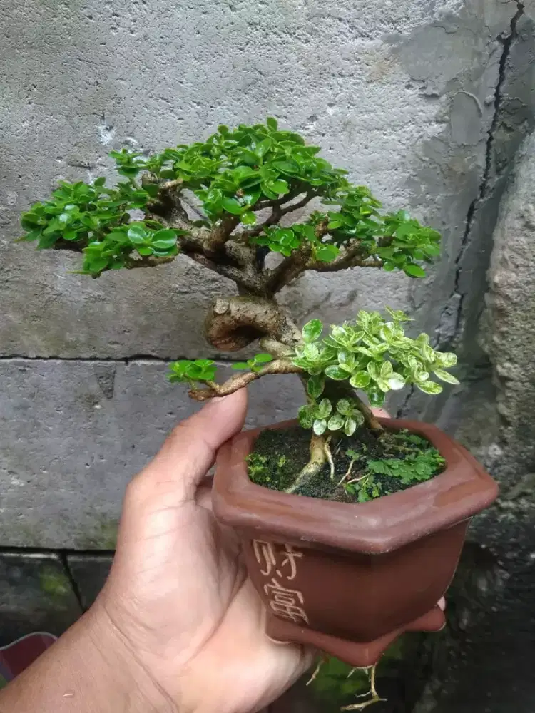 Bonsai Sancang 2 Warna Ori Pot Keramik