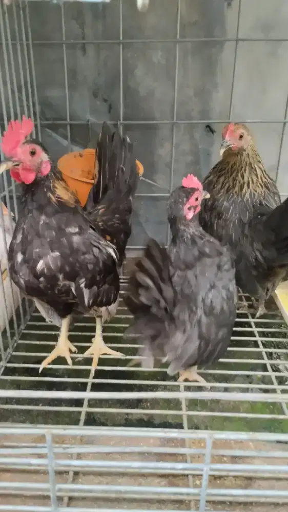 Ayam kate 3ekor