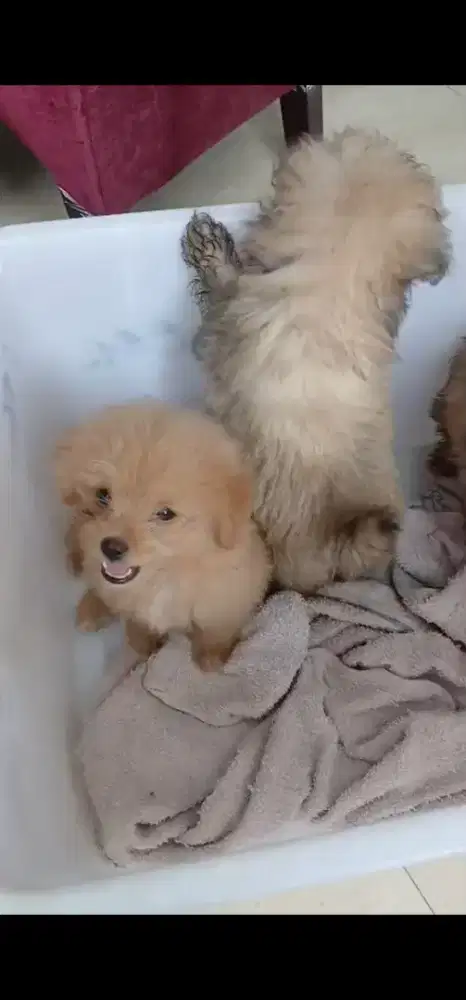 PUPPY MINIPOM X POODLE