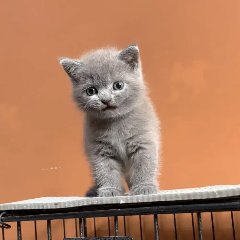 BSH BRITISH SHORTHAIR KUALITAS