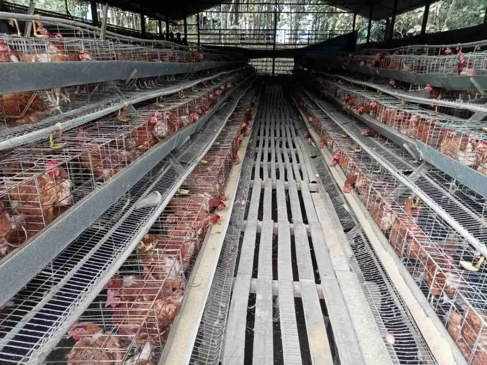 Dijual Lahan dan kandang Peternakan ayam