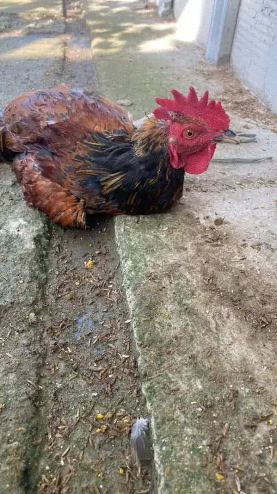 Jual Ayam Kampung