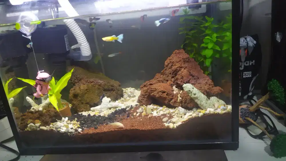 Aquarium Akrilik Set Aquascape satu Set berserta Ikan HIAS