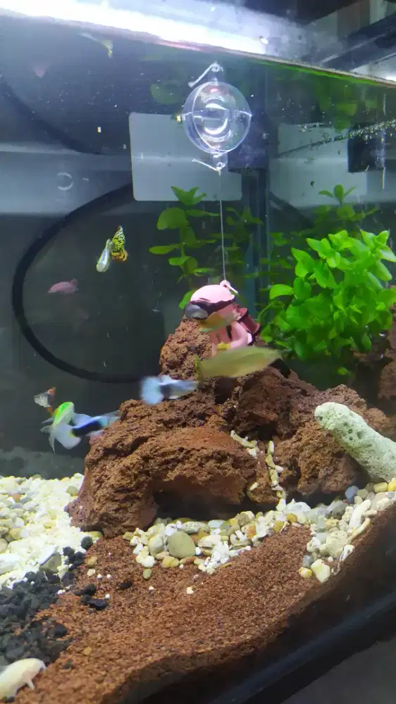 Aquarium Akrilik Set Aquascape satu Set berserta Ikan HIAS