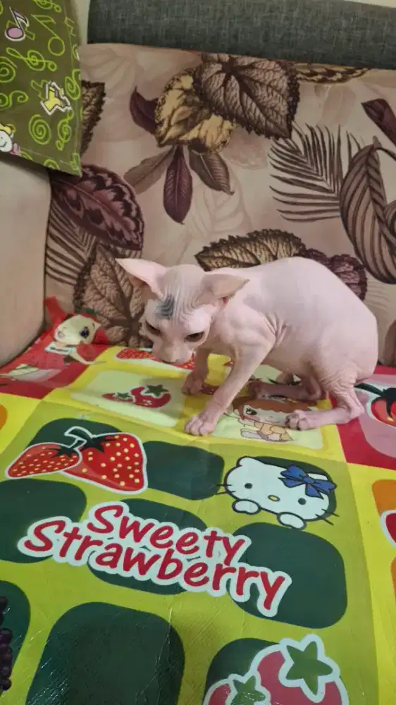 Kitten Sphyxs Betina