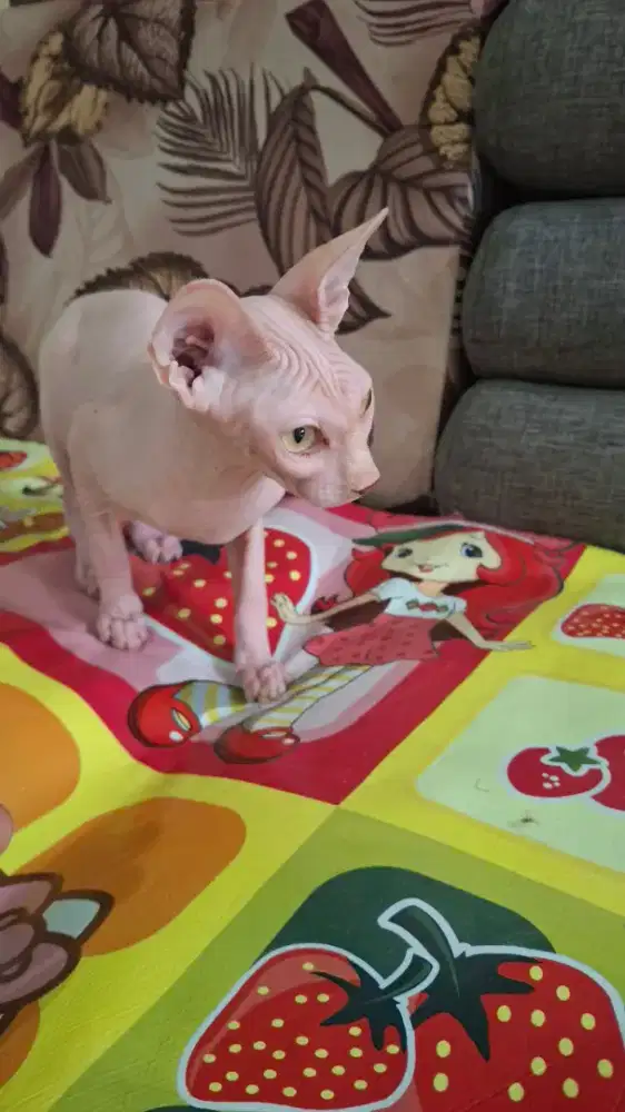 Kitten Sphynxs Betina