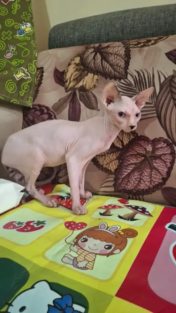 Kitten Sphynxs Jantan