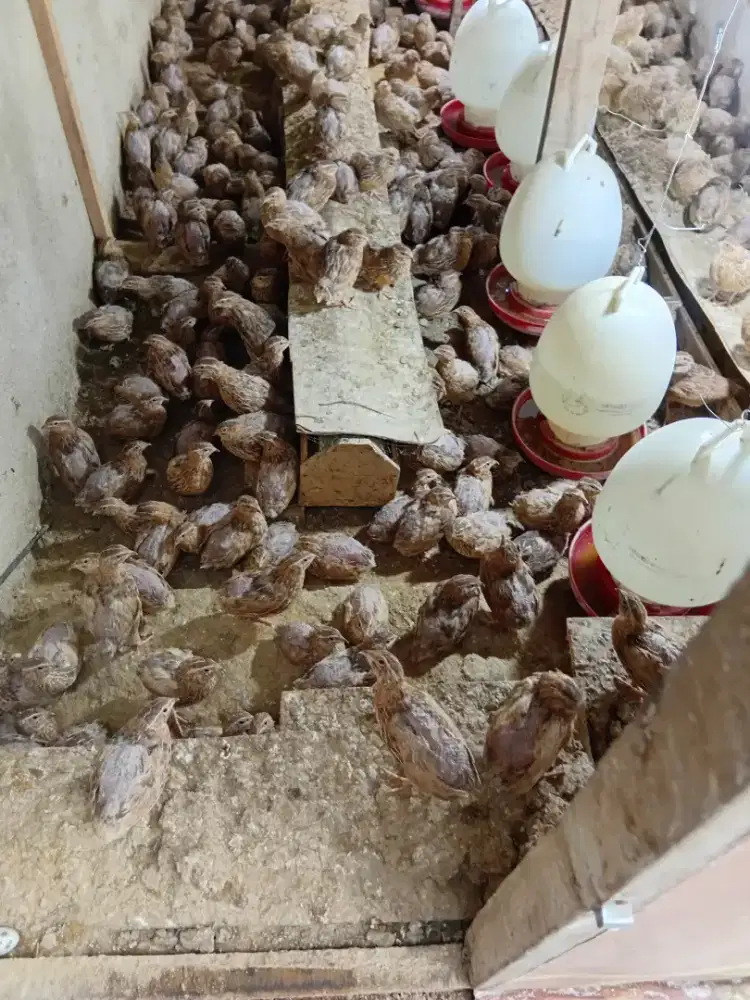 Burung puyuh afkir