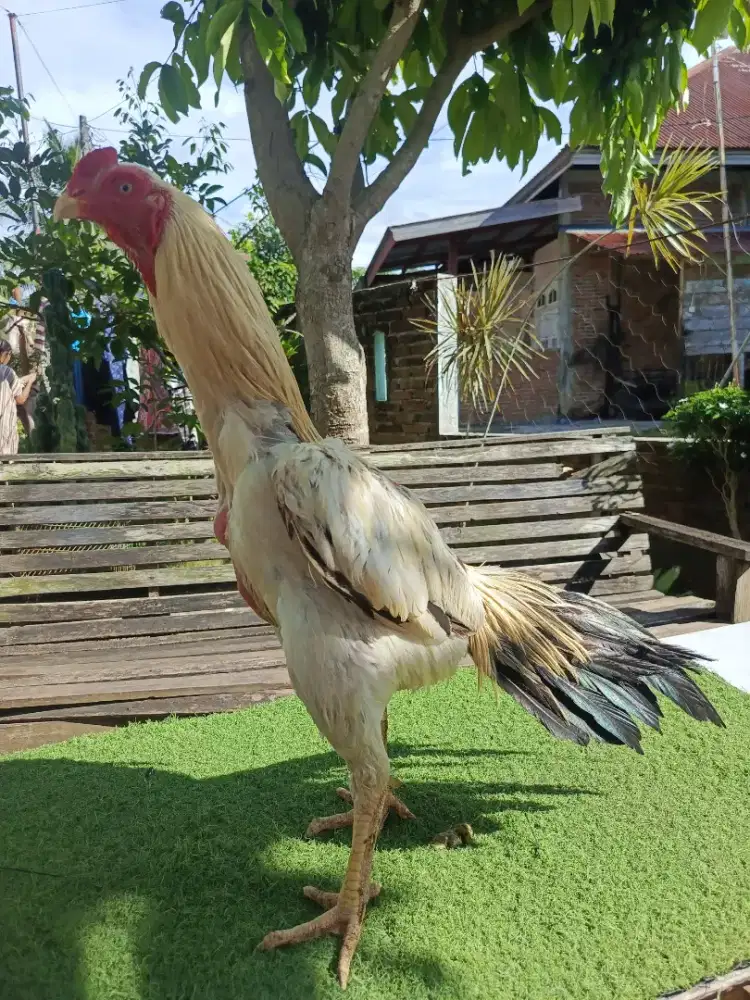Jual ayam aseel Parrot