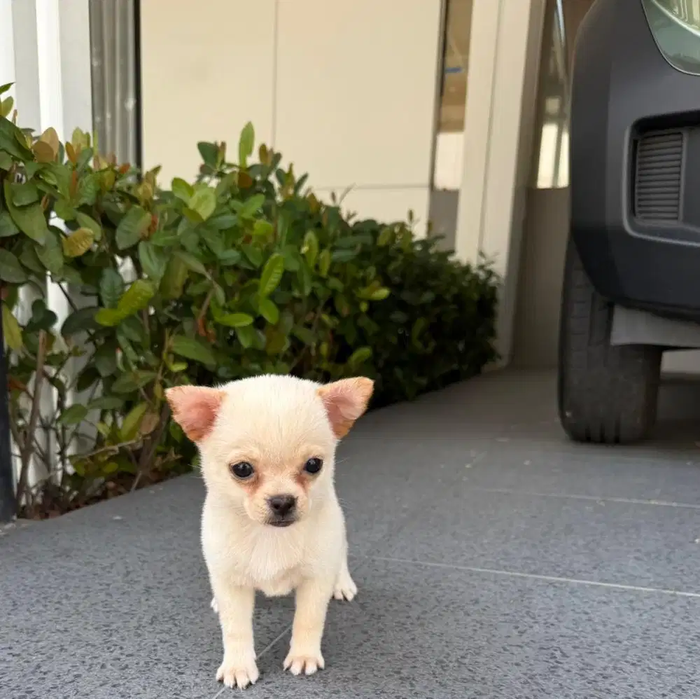 Chihuahua cream imut