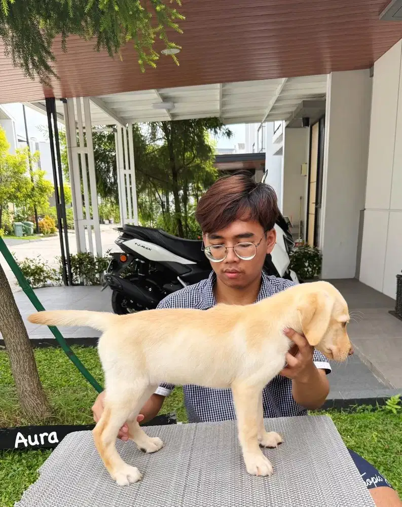Labrador Yellow Cakep