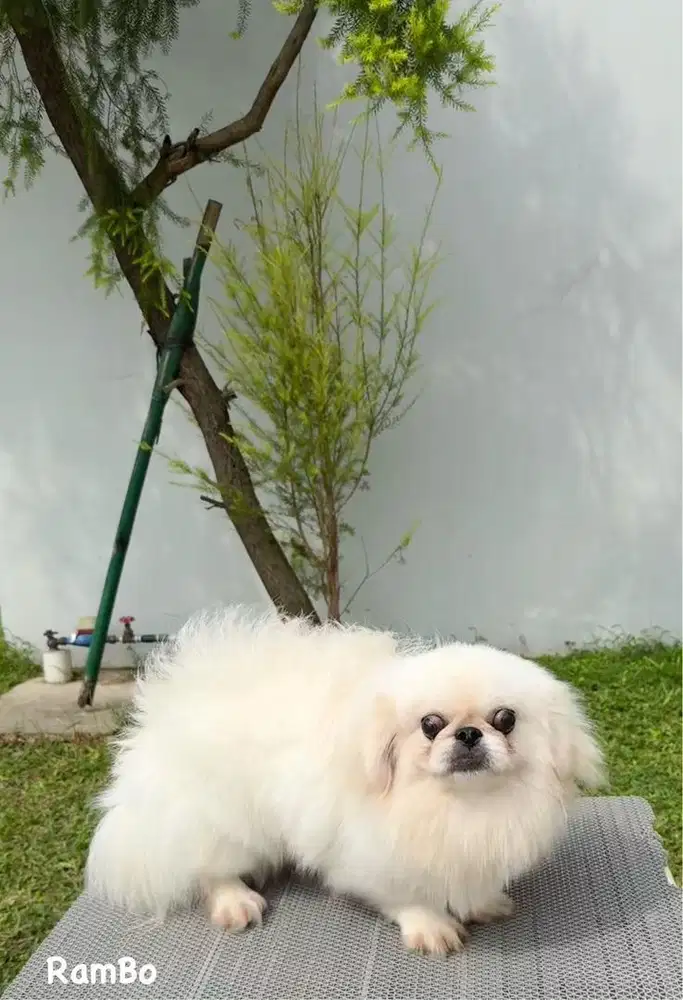 Pekingese Jantan Asli