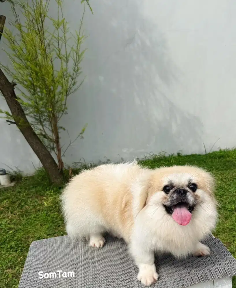 Pekingese Pejantan Cakep