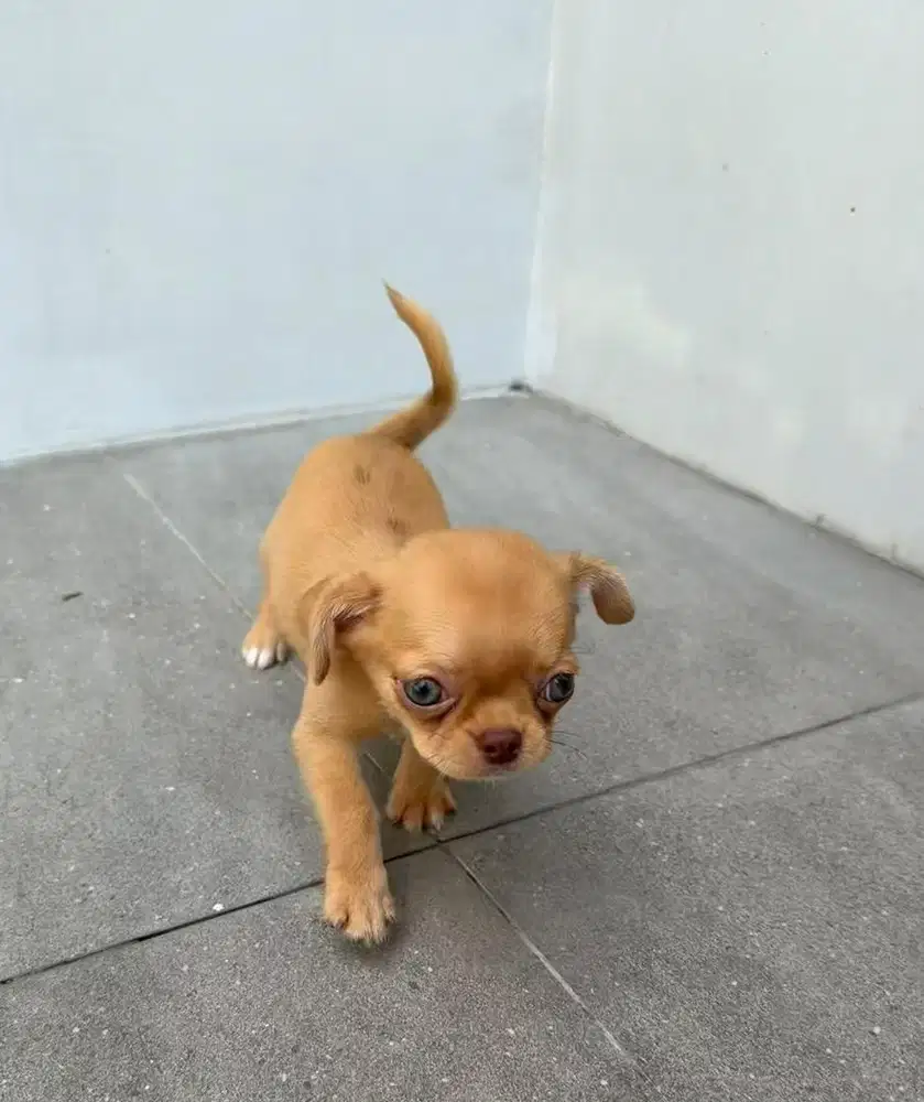 Chihuahua cakep Merle