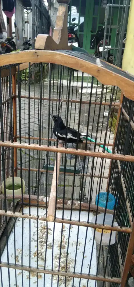 Burung Kacer dada puti