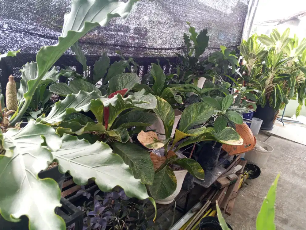 KOLEKSI TANAMAN HIAS ANTORIUM JAMANI VARIGATA, TORNADO, CHIANGMAI