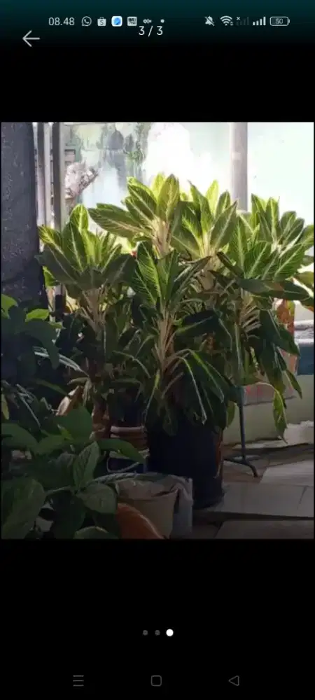 TANAMAN HIAS ANTORIUM JAMANI, TORNADO, CHIANGMAI JUMBO