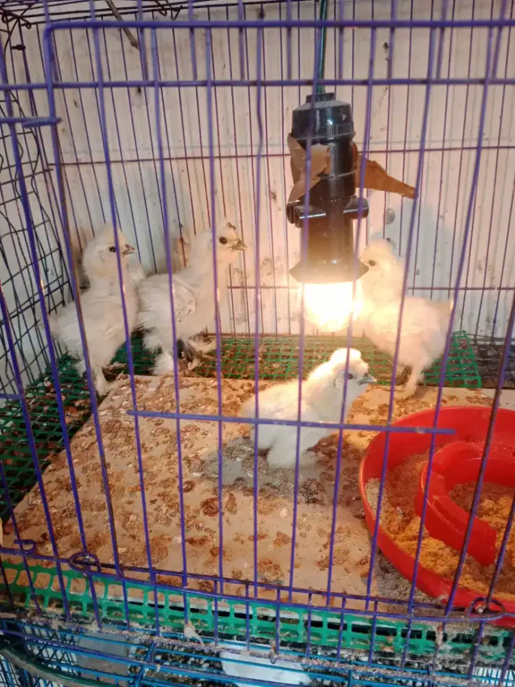 Ayam hias silkie