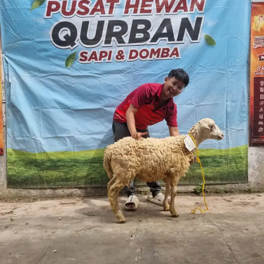 Domba Qurban last call
