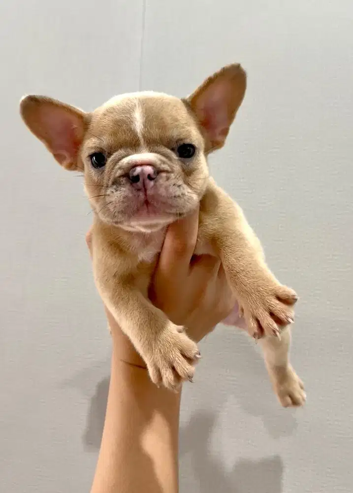 Anakan french bulldog