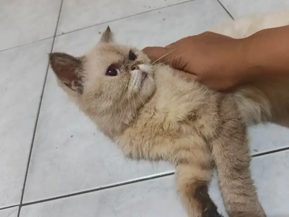 Kucing Exotic Shorthair