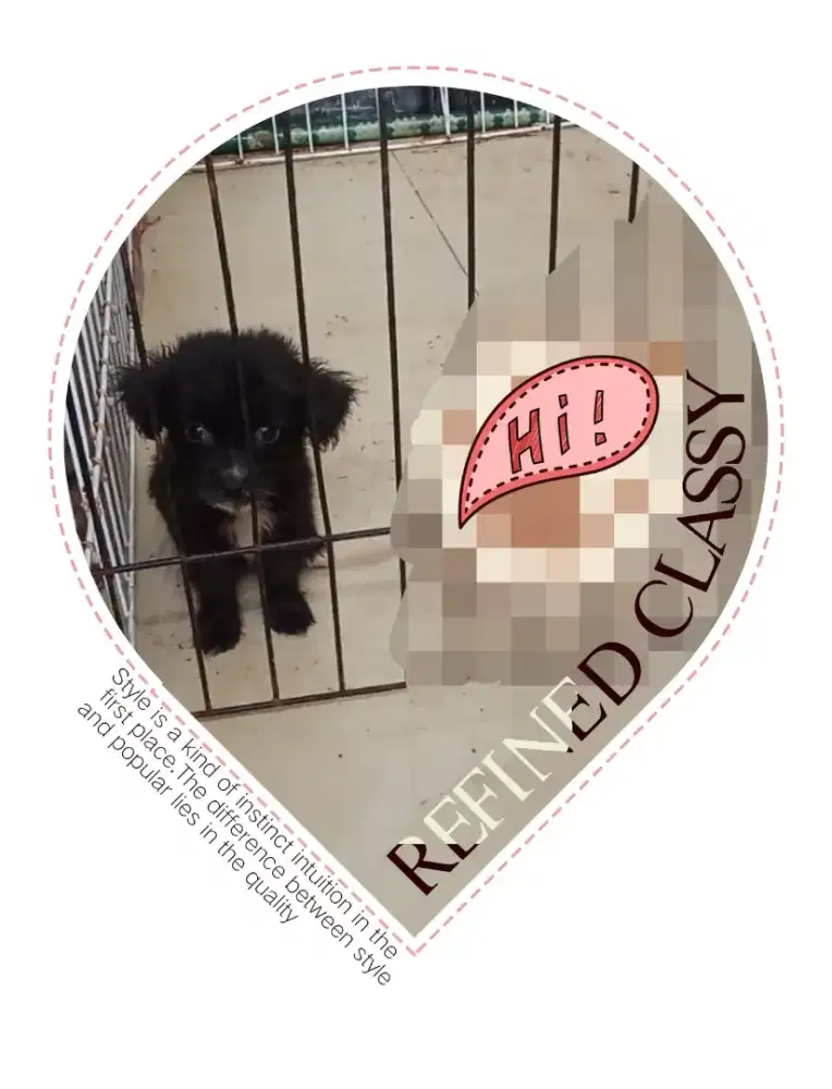 Anak Anjing / Puppy Border Colie Mix