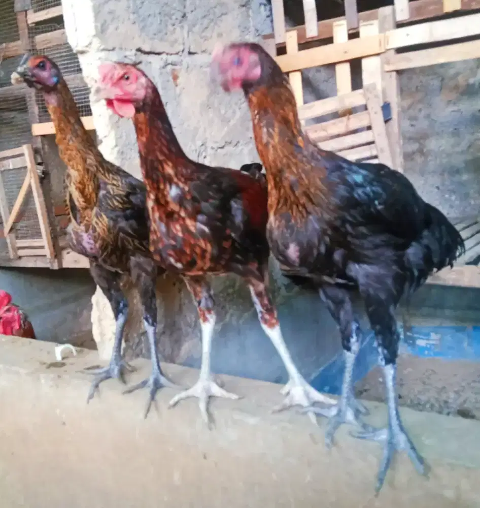 AYAM PELUNG TRAH JUARA