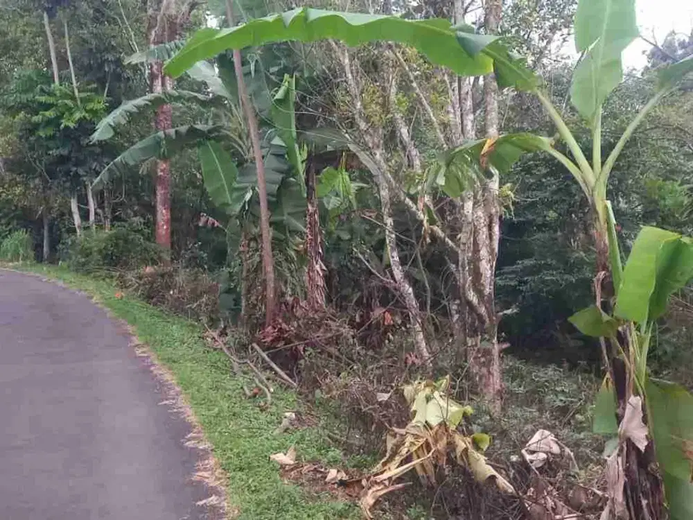 Kebun Durian & Manggis 3600 m2 100rb/m2 Subang