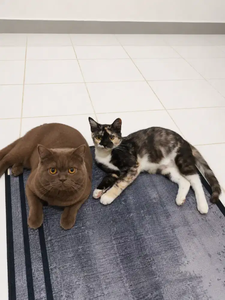 Bsh hamil dengan cinnamon
