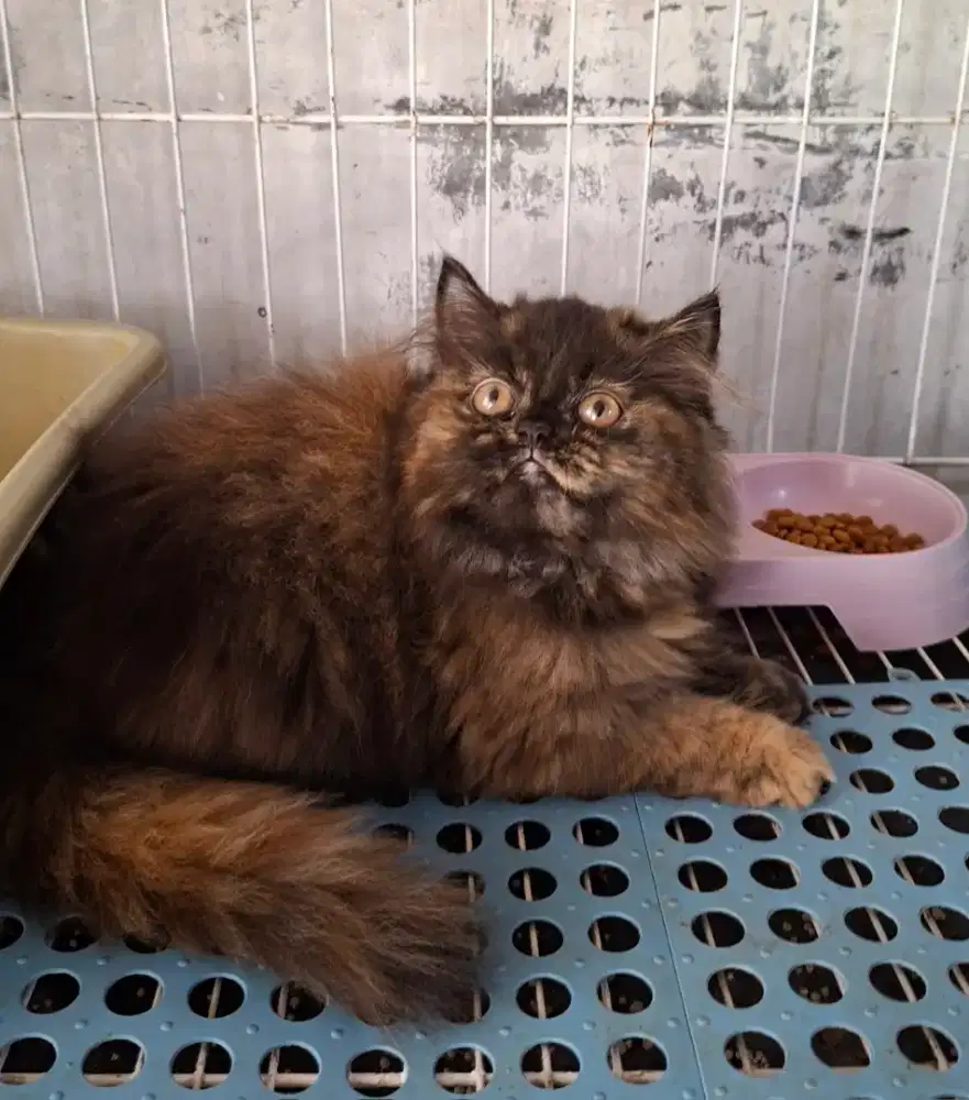 Anak kucing anggora/kitten persia betina/kucing rpersia betina