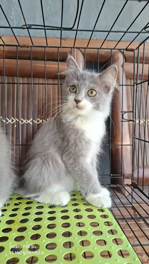Anak kucing anggora/kitten flatnose betina/kucing persia  betina