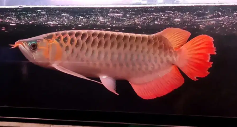 Arwana 40cm up spesial