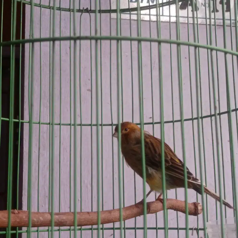 Burung Sepasang Kenari AF