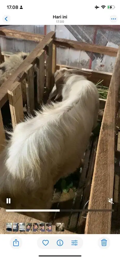 kambing jawa bobot 60kg