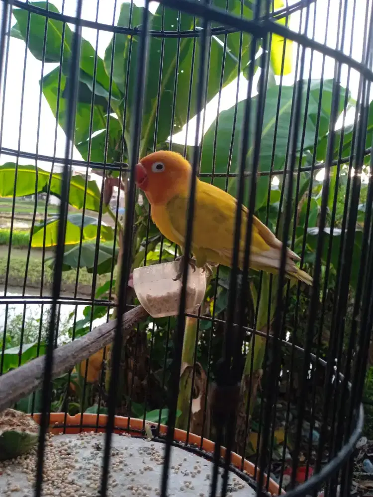Jual aja nih love bird gacor ngekek no minus