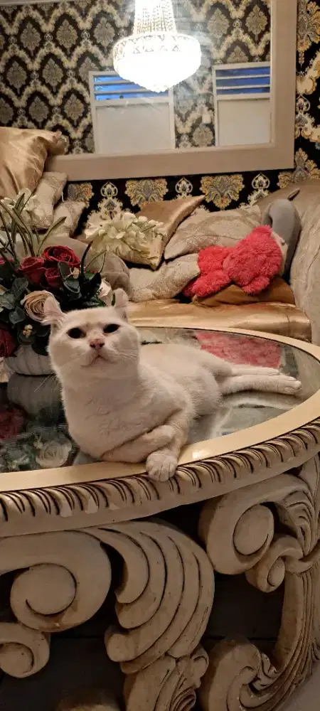 Di jual kucing American Curl