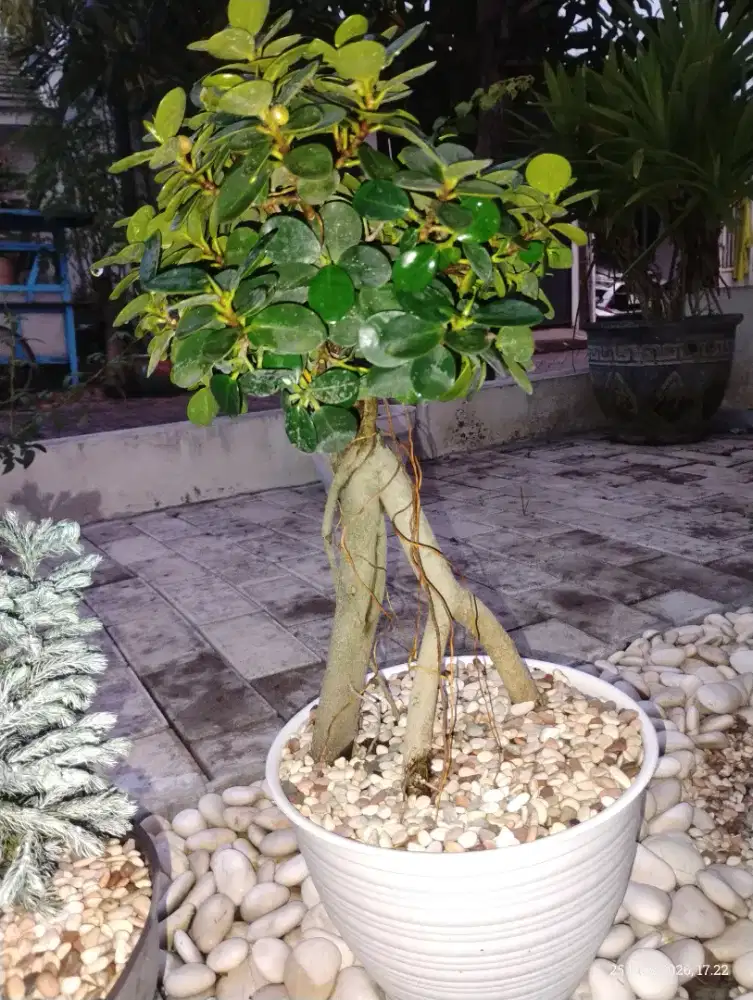Bonsai Dolar Beringin