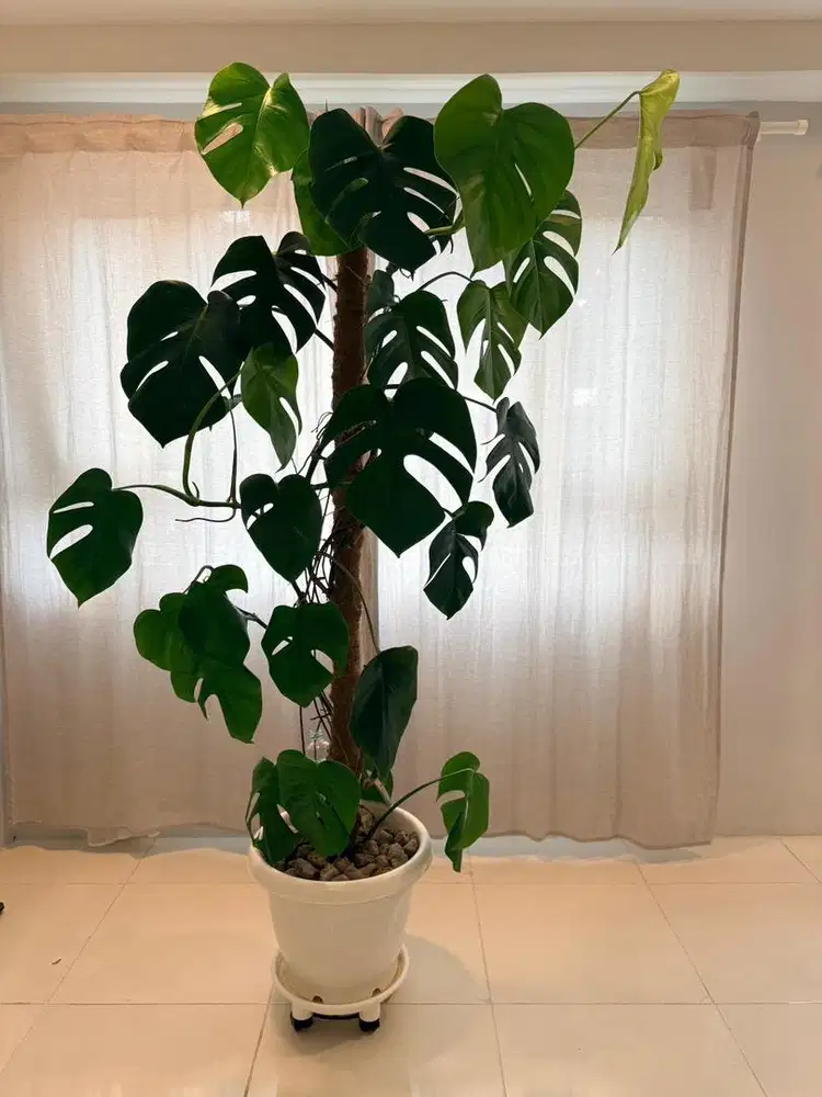 Tanaman Monstera / Janda bolong