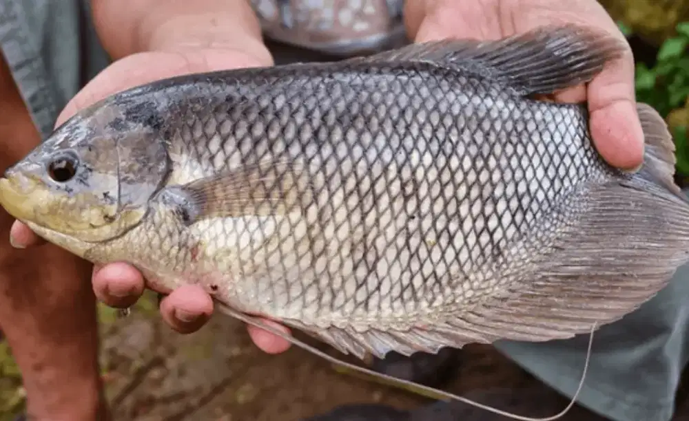 Ikan gurami hidup.