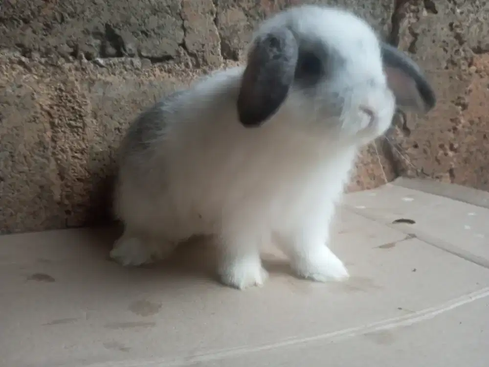 Kelinci Holland Lop