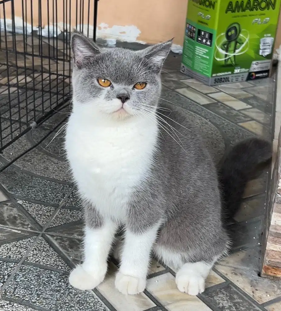 Kucing british shorthair bsh british short hair